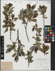 Foto von Salix glabra Scop.
